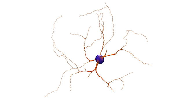 A medium spiny neuron (MSN) from the striatum, part of the motor system in the brain
Johannes Hjorth uses Milner to determine experimentally unknown parameters through optimization.